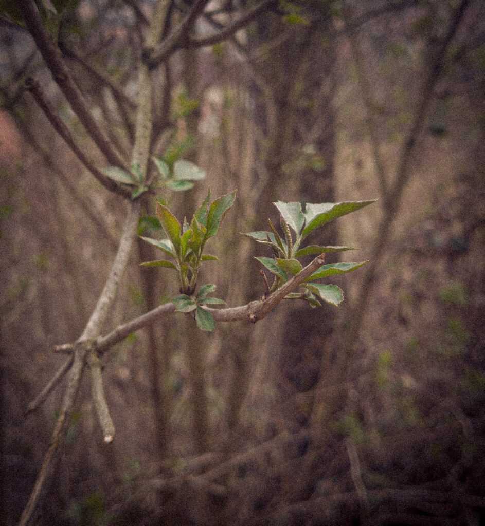 Paczki, zielone listki na wiosnie
a1
